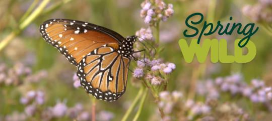 Spring Wild